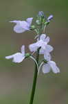 Oldfield toadflax